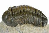 Austerops Trilobite - Nice Eye Facets #181410-3